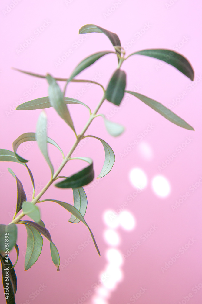 Olive tree in pot. Indoor evergreen potted plant on pink background. House plants Olive tree in pot. Indoor evergreen potted plant on pink background. House plants