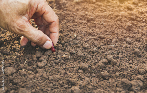 Hand holds the seeds to the ground for agriculture in the soil.