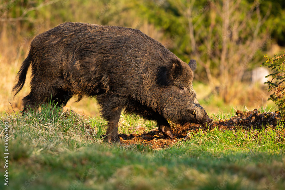 Adult wild boar, sus scrofa, with dirty fur digging soil with snout on meadow in summer. Hungry mammal searching for food in grass. Curious swine on a glade in mountains at sunset.
