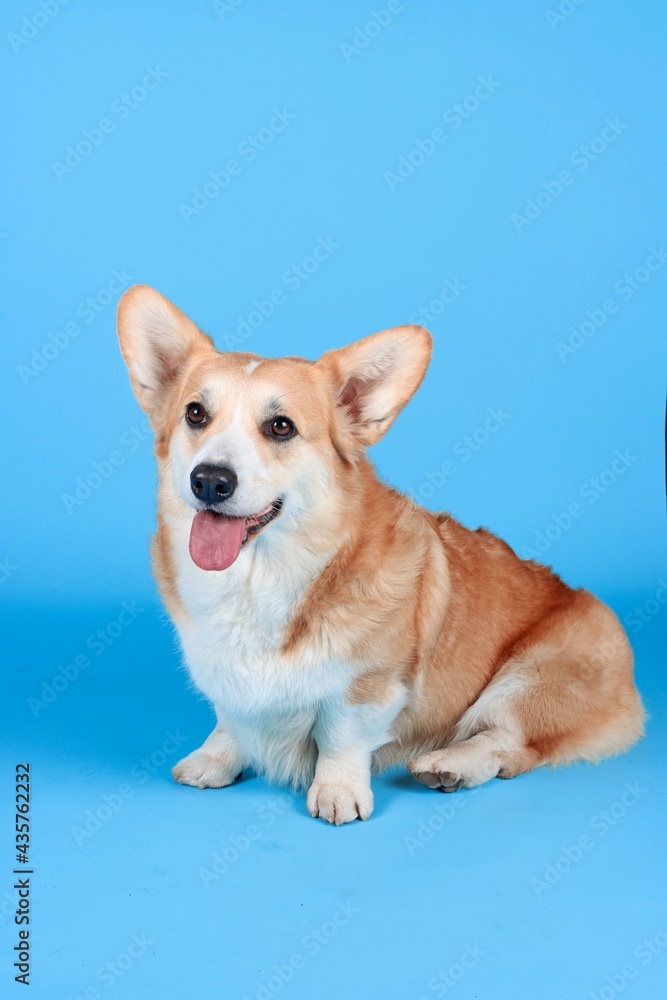 Welsh corgi Pembroke in blue background Welsh corgi Pembroke in blue background
