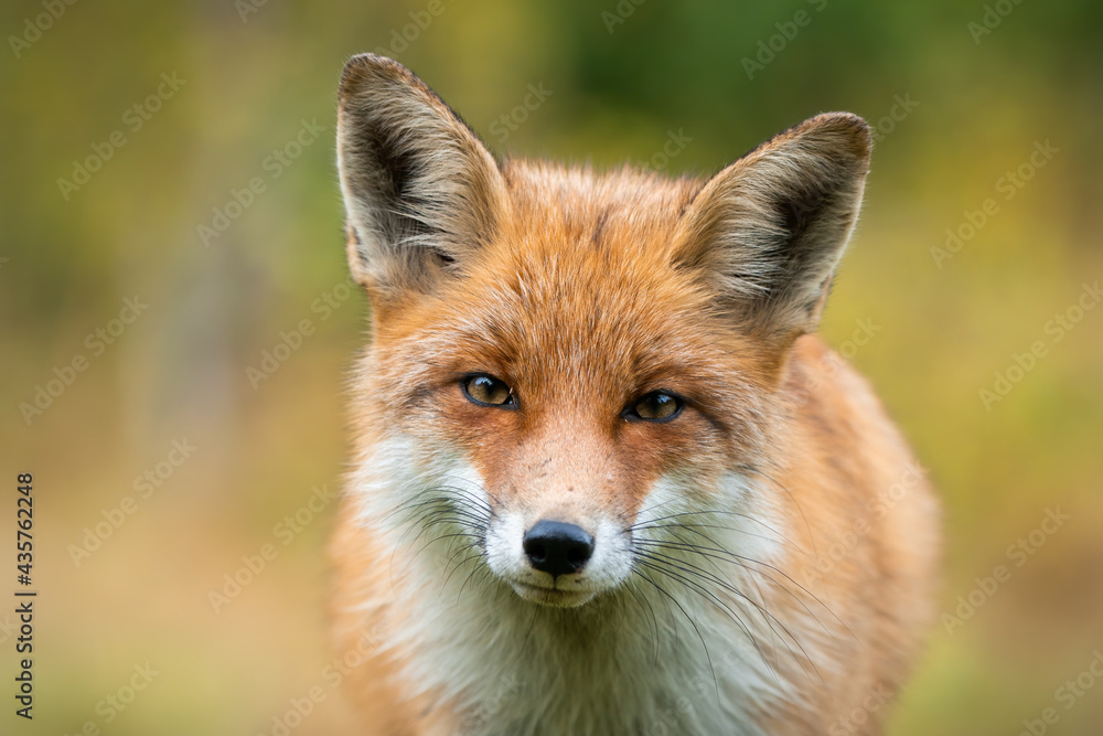 Beautiful portrait of red fox, vulpes vulpes, having eye contact with camera with autumn colours. Detail of animal head in horizontal composition. Orange fluffy canine close up with blurred background