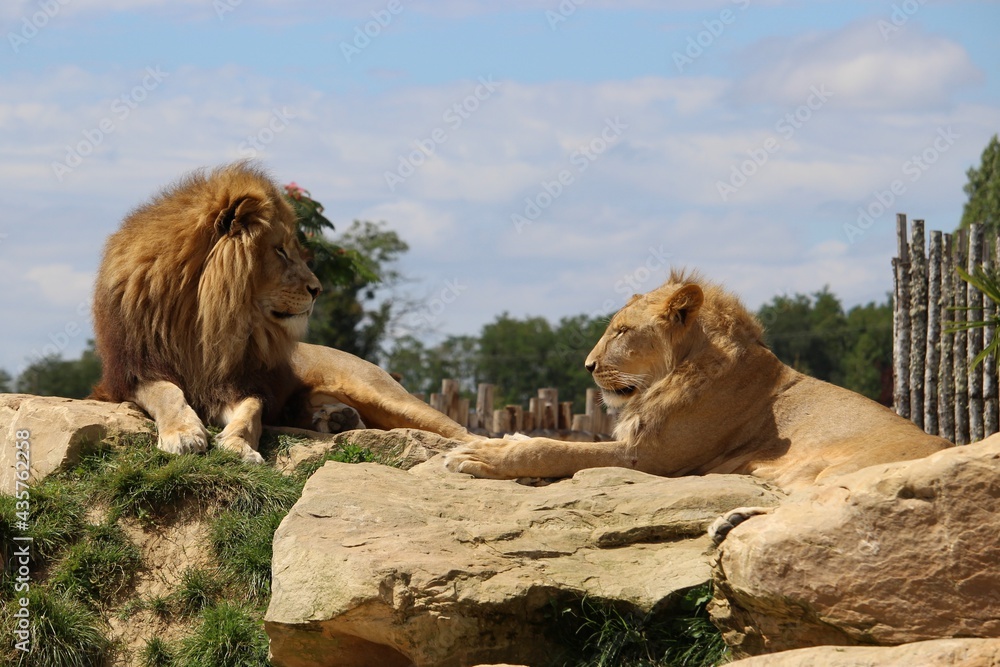 Naklejka premium Couple de lions