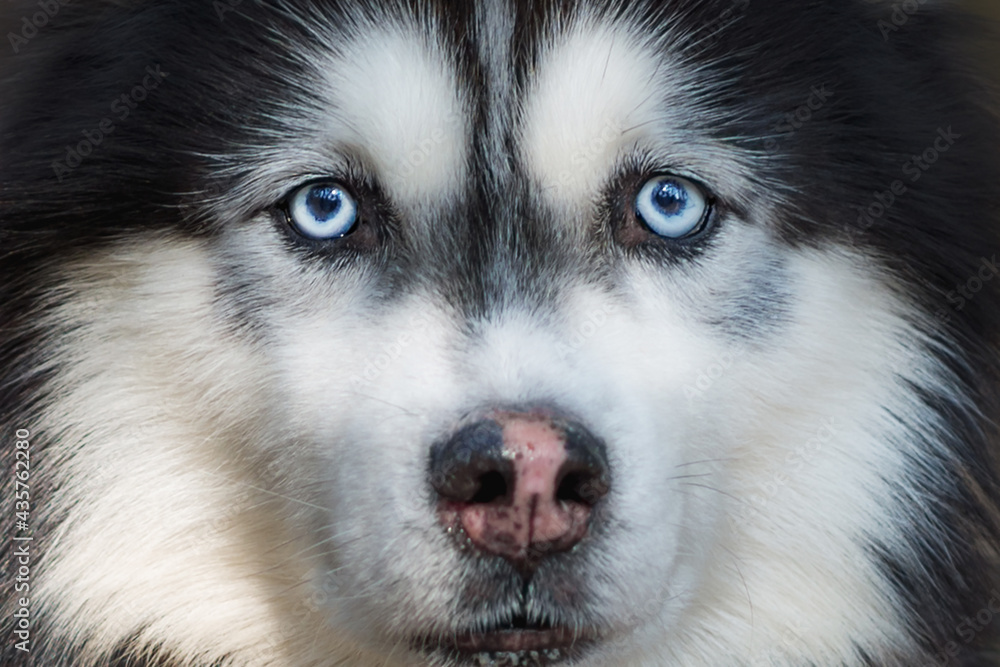 Siberian Husky with blue eyes outdoors in spring park. A pedigreed purebred dog in a forest.Closeup.