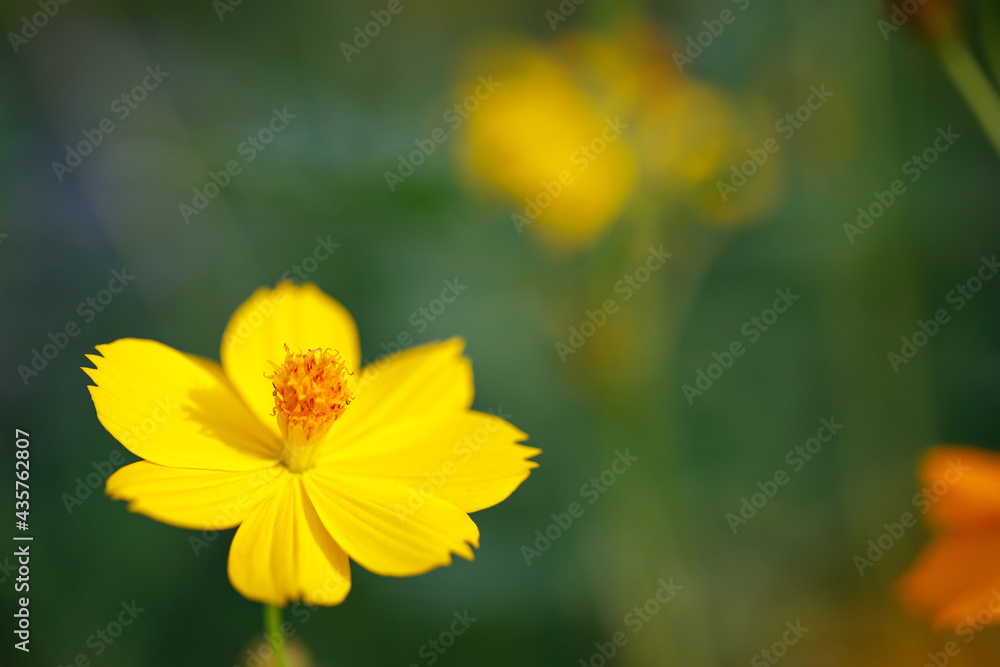 Closeup nature view of cosmos flower