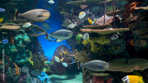 fish in aquarium © Любовь Бахман