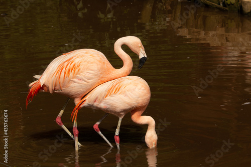 Chilean Flamingo  Phoenicopterus chilensis  pair of Chilean flamingo with a dark green and brown background one with head under water