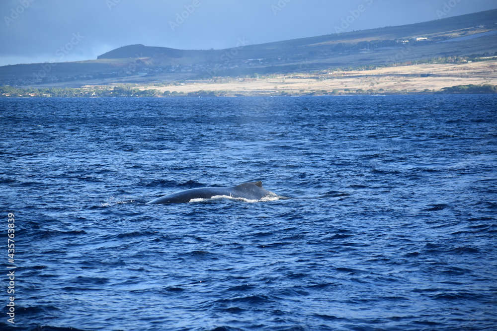close up humpback breach close up humpback breach