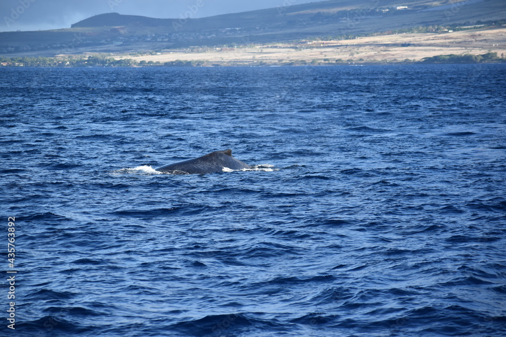 close up humpback breach close up humpback breach