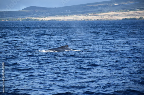 close up humpback breach © Natalie