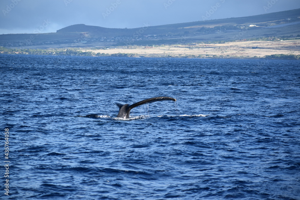 Fototapeta premium close up humpback breach