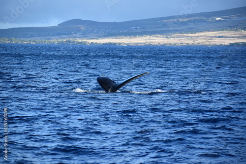 close up humpback breach