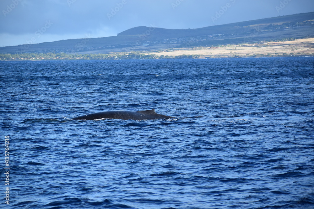 close up humpback breach