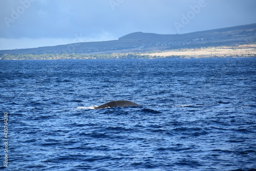 close up humpback breach © Natalie