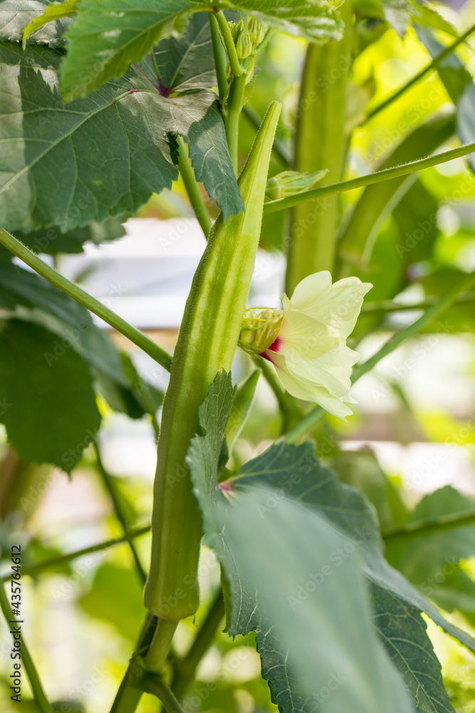 Okra vegetable on plant in farm. Okra plant growing in home garden. Okra flower Okra vegetable on plant in farm. Okra plant growing in home garden. Okra flower