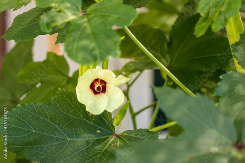 Beautiful okra flower plant.  yellow okra flower. Okra, lady's finger plant blooming photo