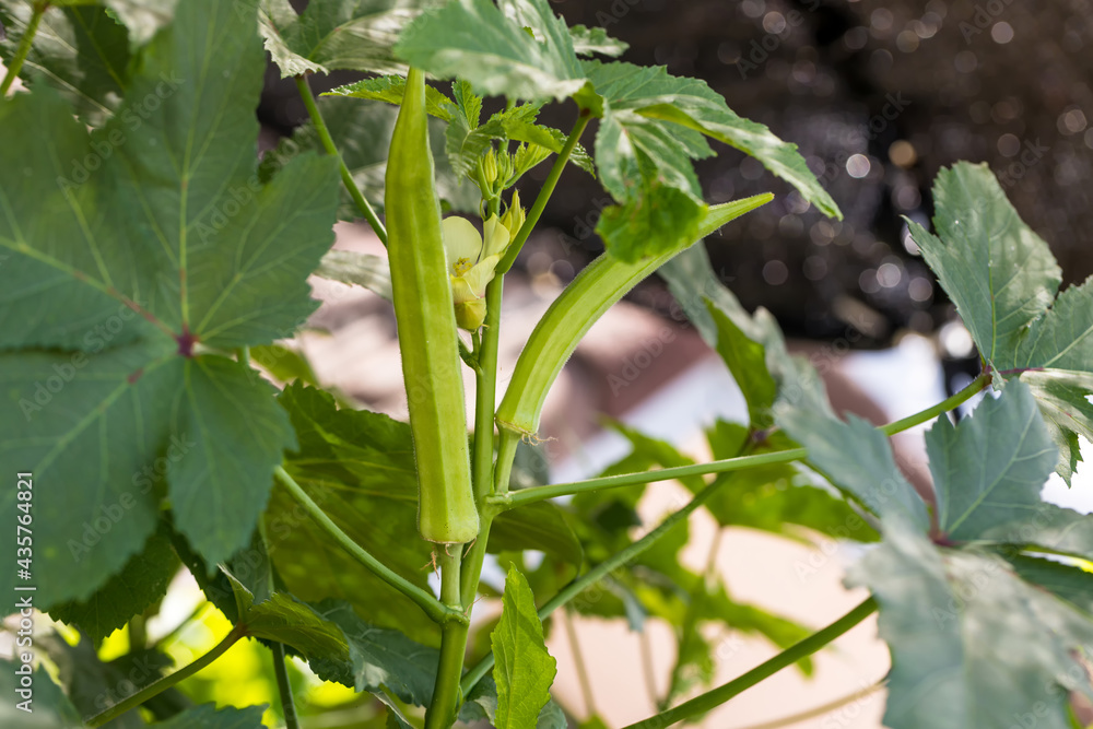 Okra vegetable on plant in farm. Okra plant growing in home garden. Okra flower Okra vegetable on plant in farm. Okra plant growing in home garden. Okra flower