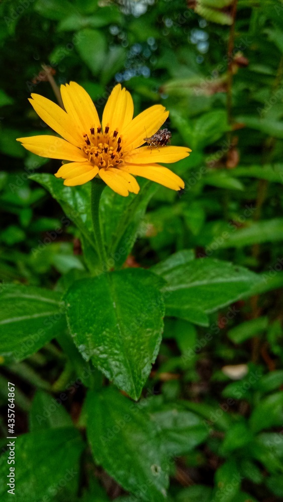 yellow flower in the garden yellow flower in the garden