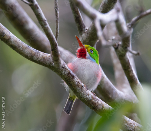 green, white, red and blue Cuban tody  sitting on a branch with  green background in Cuba photo