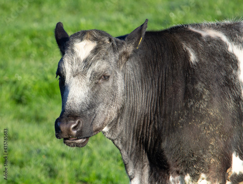 head and shoulders of a black, grey and white cow standing in a field in the early morning sun