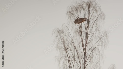 White-tailed sea eagle crash lands on a tree in Sweden, slow motion wide shot photo