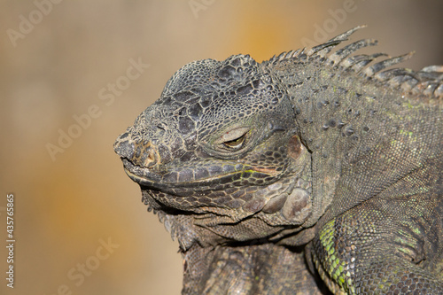 head and shoulders of spiny lizard basking in the sunshine half asleep in Malaysia
