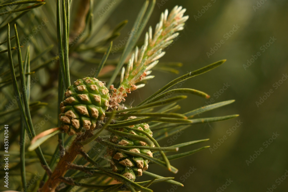 Young pine cone. Tender green twigs of a pine tree close-up. Young little bump. Young pine cone. Tender green twigs of a pine tree close-up. Young little bump.