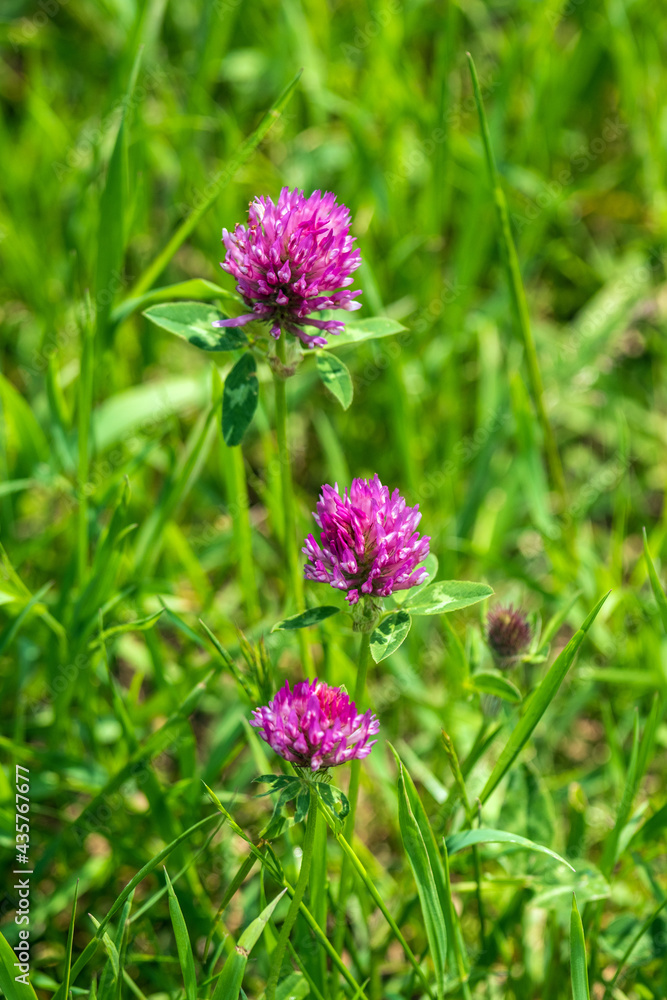 Red clover flowers in an intensely green meadow. Red clover flowers in an intensely green meadow.