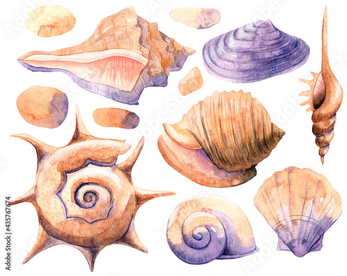 Watercolor illustration with bright seashells. Collection of hand-drawn cozy elements for you design.