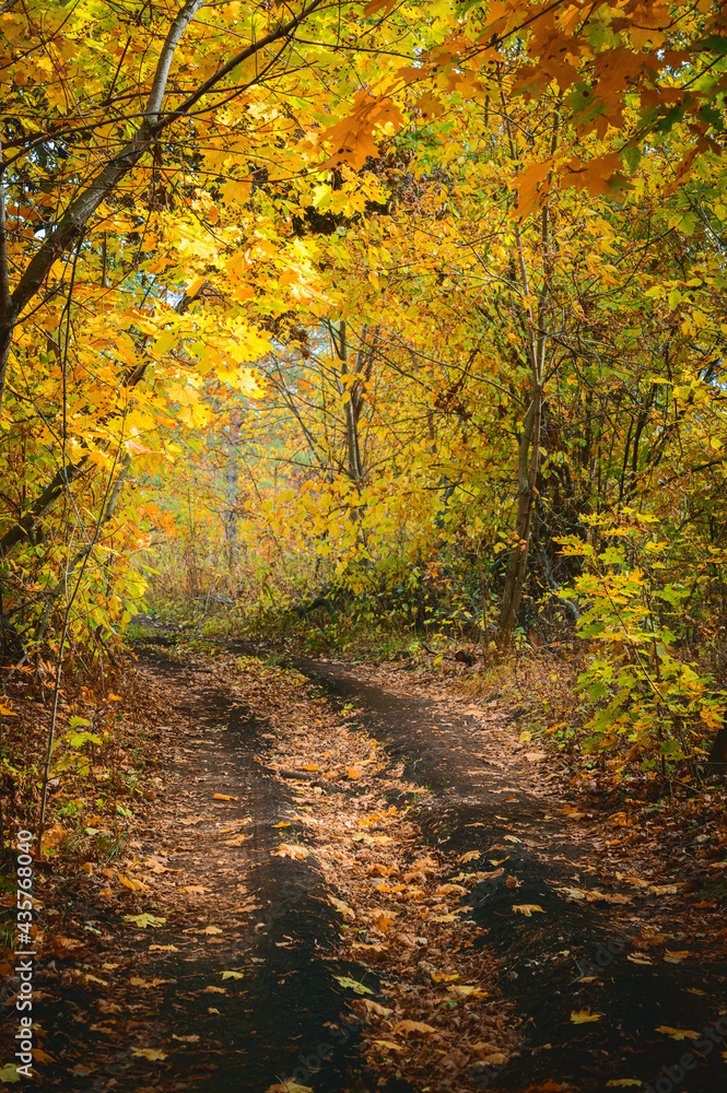 Forest trail with in colorful autumn woods with rays of warm sunlight. Hiking path in fall forest