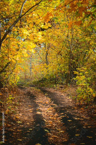 Forest trail with in colorful autumn woods with rays of warm sunlight. Hiking path in fall forest © Ramil Gibadullin