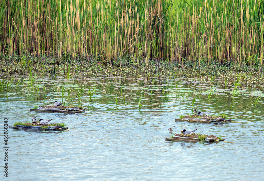 Artificial floating islands for nesting black terns Artificial floating islands for nesting black terns