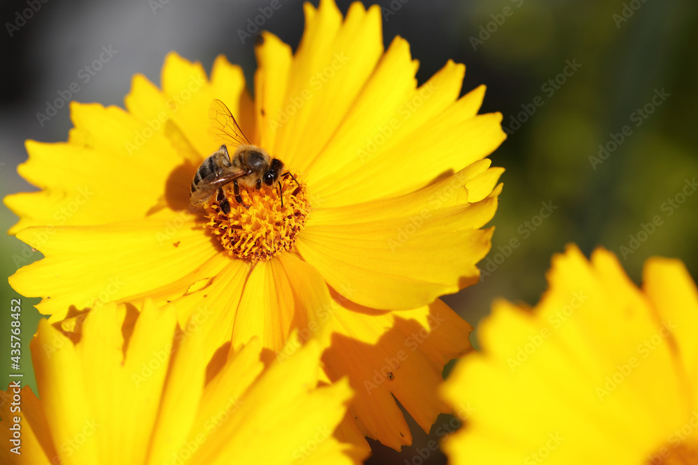 Blume mit Biene / Flower with bee / Flos et Apiformes Blume mit Biene / Flower with bee / Flos et Apiformes
