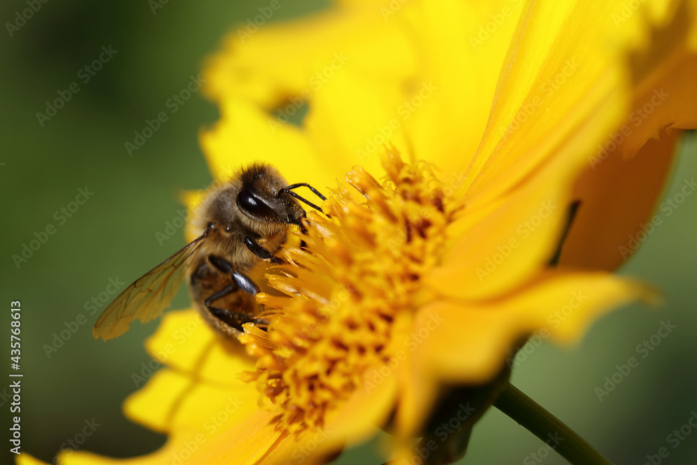 Blume mit Biene / Flower with bee / Flos et Apiformes Blume mit Biene / Flower with bee / Flos et Apiformes