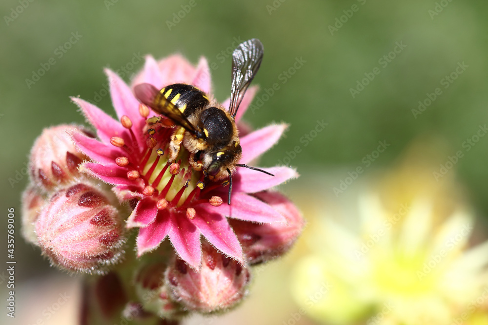 Hauswurz mit Biene / Houseleek with Bee / Sempervivum et Apiformes Hauswurz mit Biene / Houseleek with Bee / Sempervivum et Apiformes