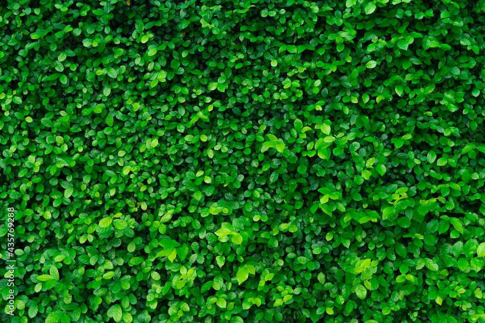 Closeup evergreen hedge plants. Small green leaves in hedge wall texture background. Eco evergreen hedge wall. Ornamental plant in backyard garden. Many leaves reduce dust in air. Natural backdrop. Closeup evergreen hedge plants. Small green leaves in hedge wall texture background. Eco evergreen hedge wall. Ornamental plant in backyard garden. Many leaves reduce dust in air. Natural backdrop.