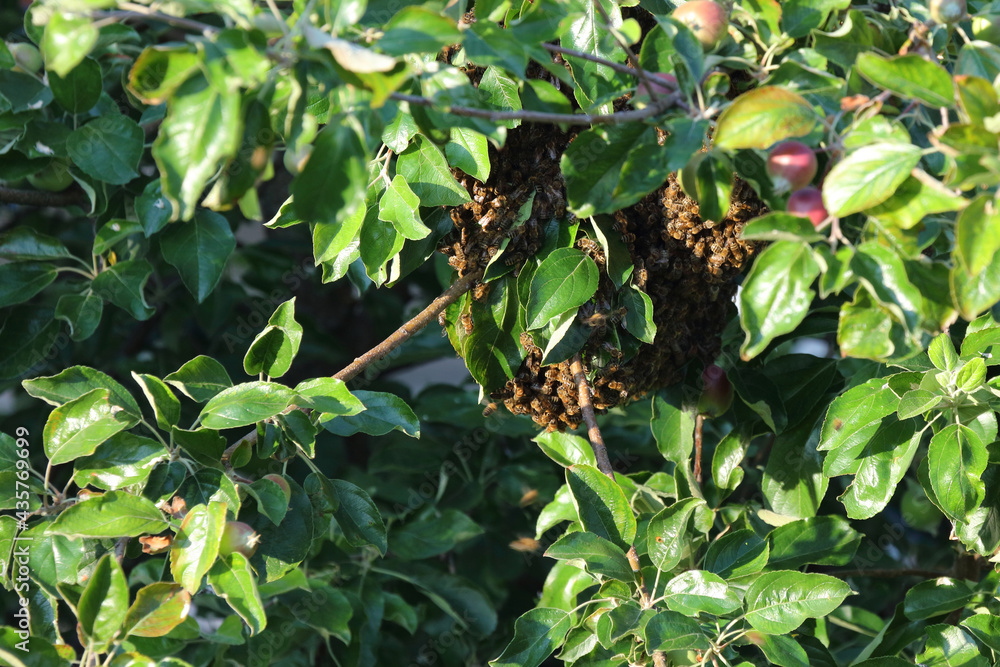 Obraz premium Bienenschwarm / Swarm of bees / Apiformes