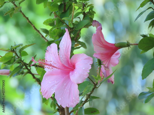 Pink Hibiscus: Hibiscus  rosa sinensis L. with dropped water on pink petal. blurred leaves, chinese rose.