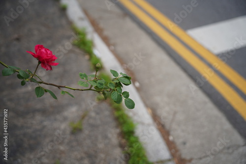 Summer roses are in full bloom.