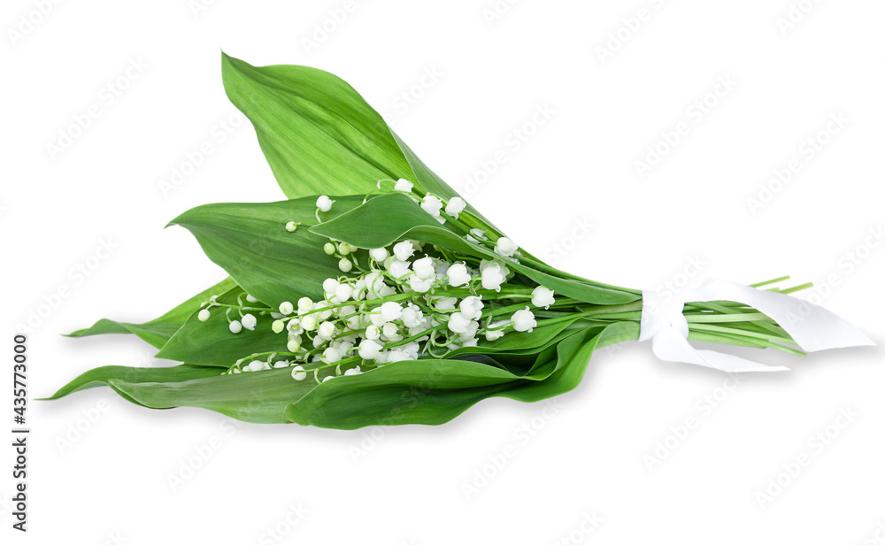 Obraz premium bouquet of lilies of the valley with green leaves isolated on white background. Spring May forest flower