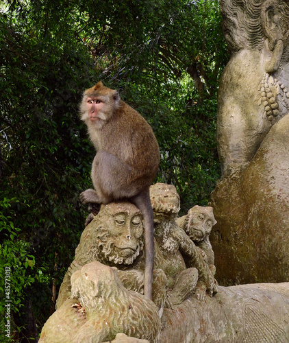 white-tailed monkey sitting on a stone monkey carving  in ubud monkey forest in  bali, indonesia  