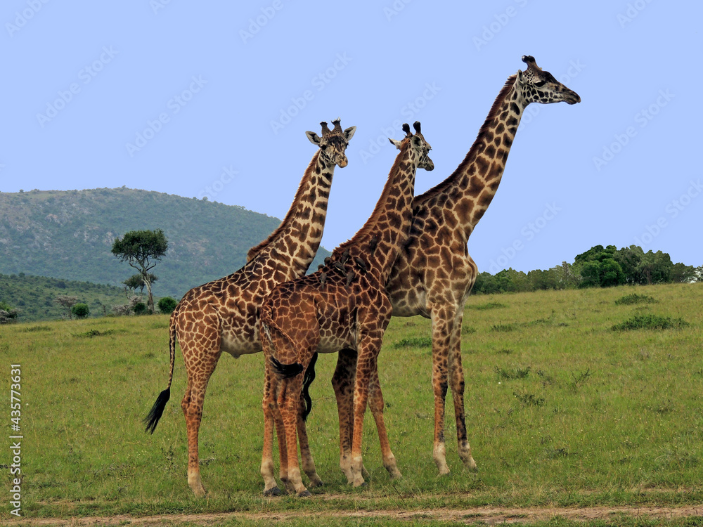 Fototapeta premium three giraffes standing in the savannah on a sunny day in maasai mara wildlife park, kenya, africa