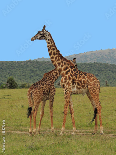 savanna, wildlife, blue sky, game reserve, hillside, hills, wildlife park, africa, animal, brown, camel-like, ears, east africa, eyes, fur, gentle, giraffe, giraffidae, graceful, grass, grassland, gre