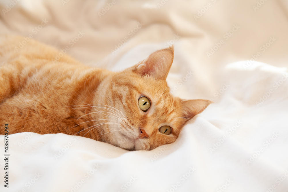 毛布の上に横になる猫