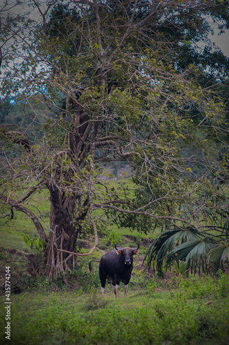 Black Bull at East Java Savana