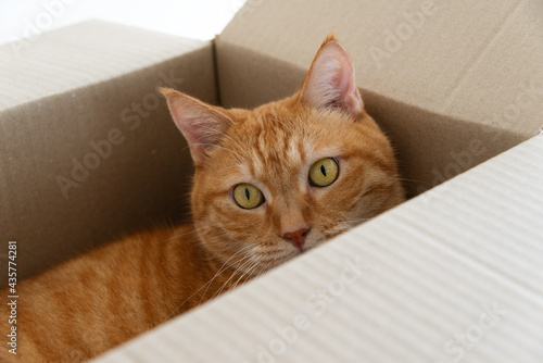ダンボールの箱から見ているネコ