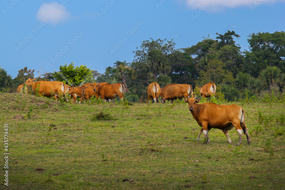 Herd of Bulls at East Java Savanna