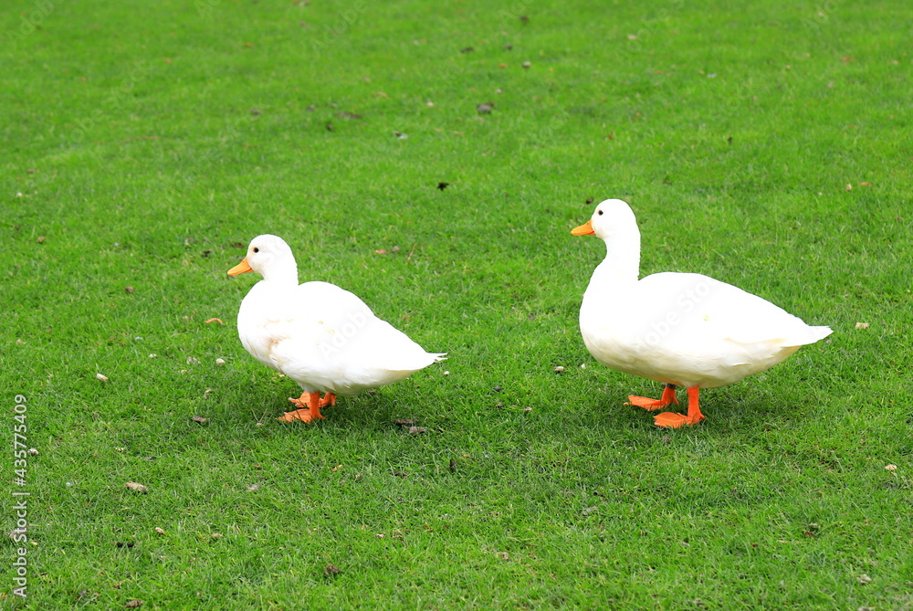 A family of Peking white ducks walk on the green lawn in spring, summer. Ducklings, meat duck, poultry on farm in the village. Waterfowl,delicacy food, hunting A family of Peking white ducks walk on the green lawn in spring, summer. Ducklings, meat duck, poultry on farm in the village. Waterfowl,delicacy food, hunting