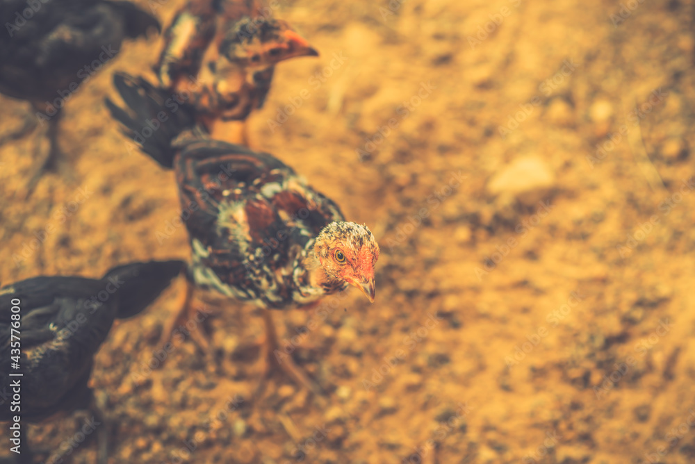 Obraz premium Rooster, Chick, Fighting cock in Thailand. 