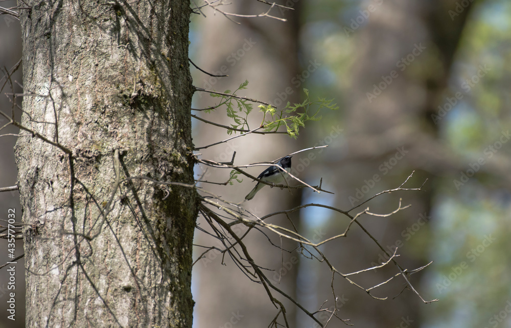 Black Throated Blue Warbler Black Throated Blue Warbler