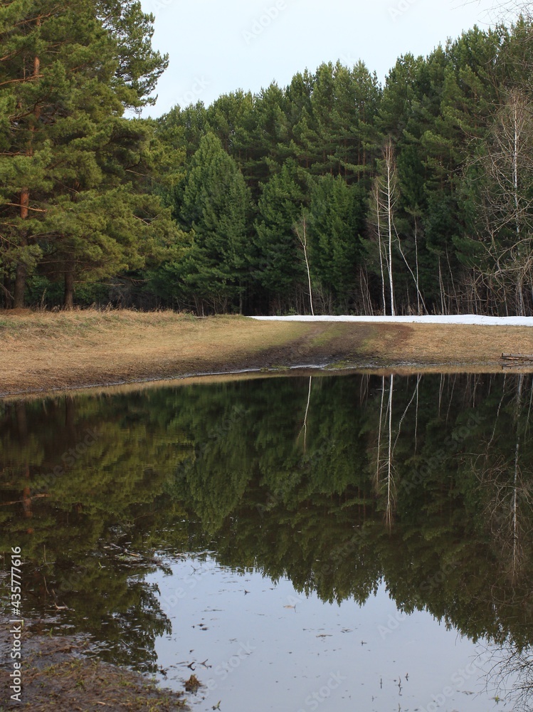 spring landscape and snow melting in the forest with a huge puddle in ...